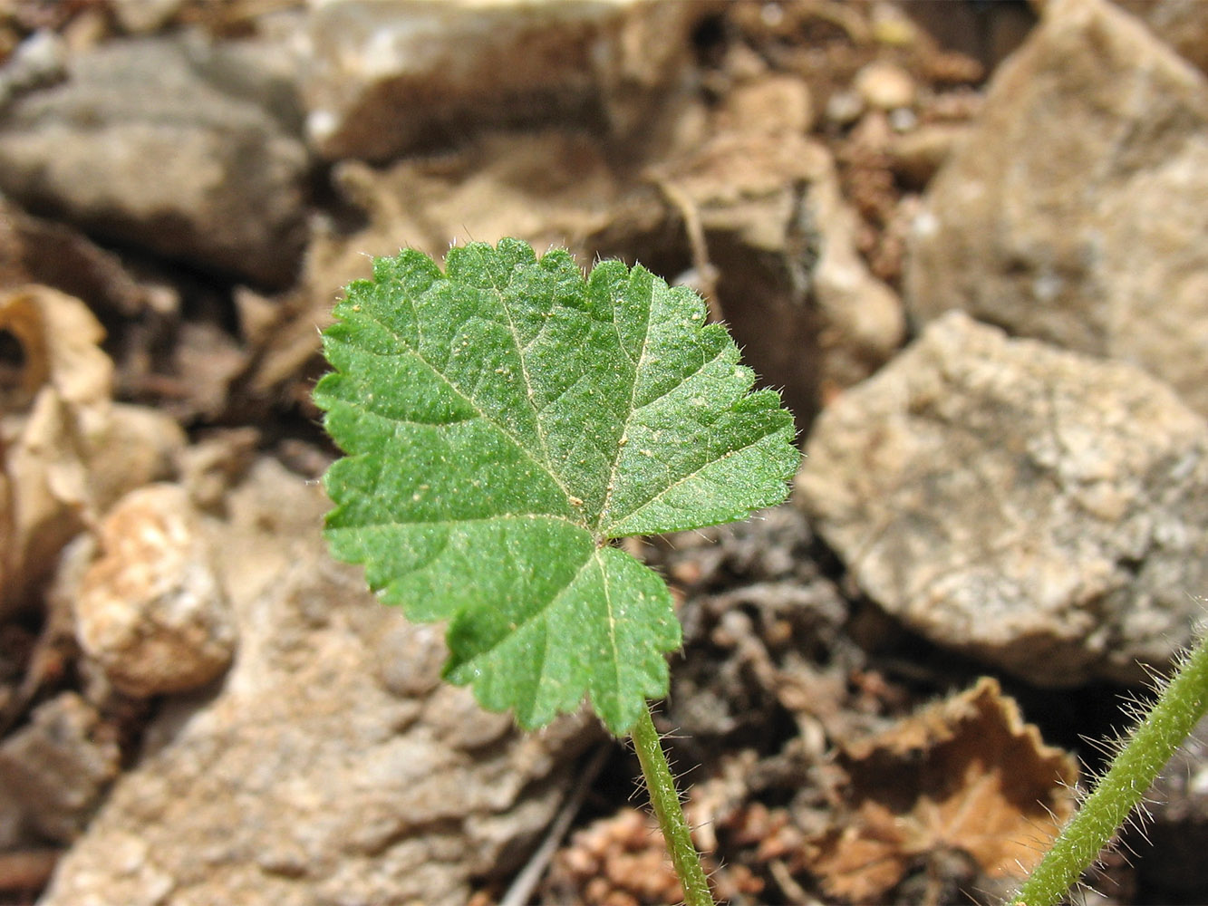 Image of Malva cretica specimen.