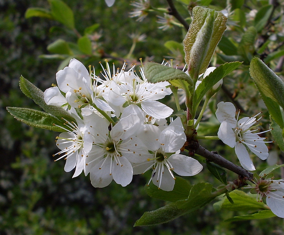 Image of Prunus stepposa specimen.