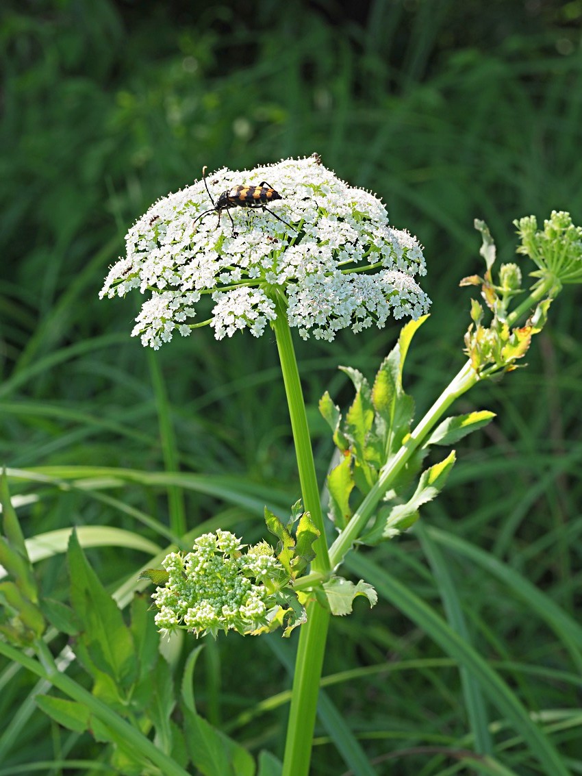 Изображение особи Sium latifolium.