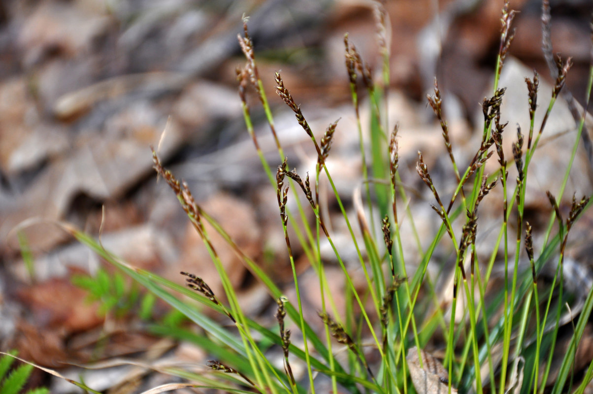 Изображение особи Carex digitata.