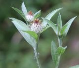 Centaurea salicifolia. Верхушка растения с бутонизирующими соцветиями. Абхазия, окр. пос. Цандрыпш, поляна во вторичном лесу на склоне горы. 07.08.2021.