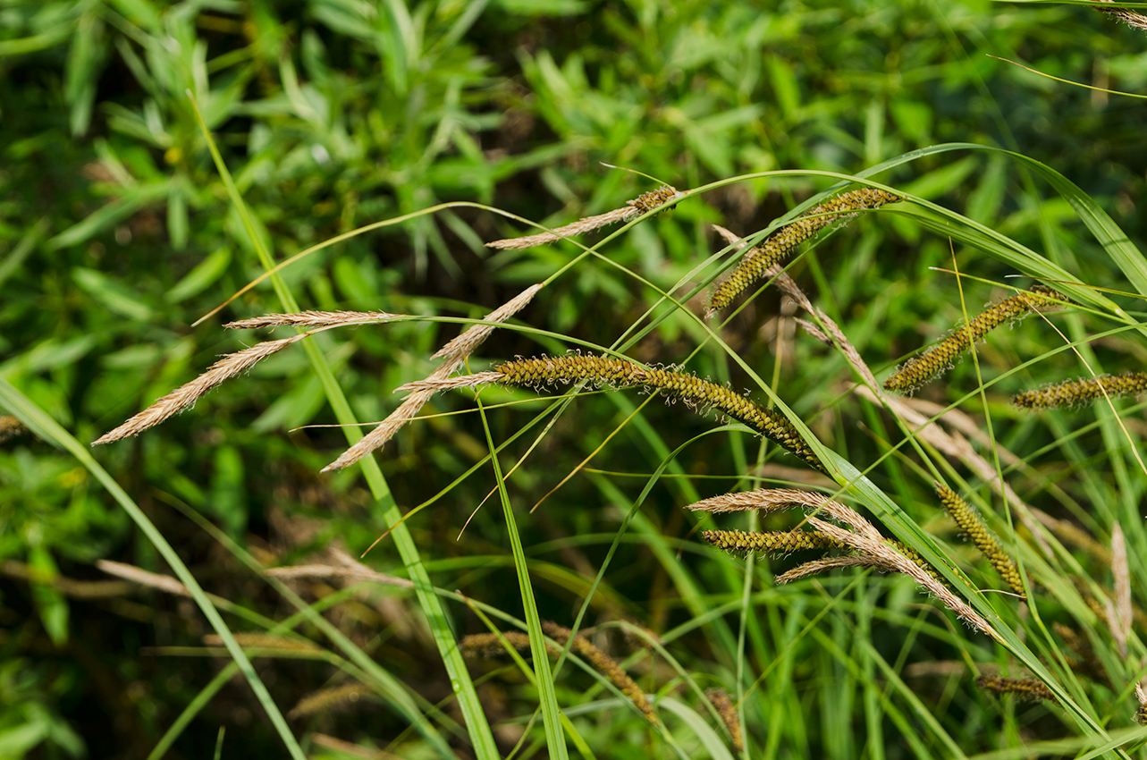 Изображение особи Carex acuta.