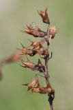 Teucrium chamaedrys. Верхушка сухого соплодия. Краснодарский край, Мостовской р-н, окр. пгт Псебай, хр. Герпегем, ≈ 900 м н.у.м., горный луг, скальное обнажение гипса. 19.08.2021.