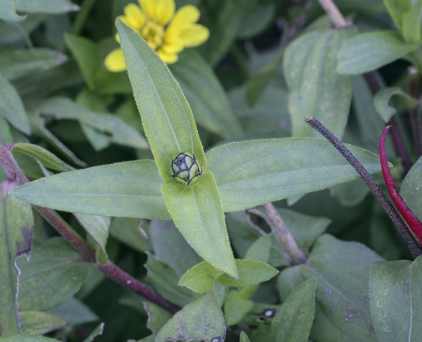 Изображение особи Zinnia marylandica.