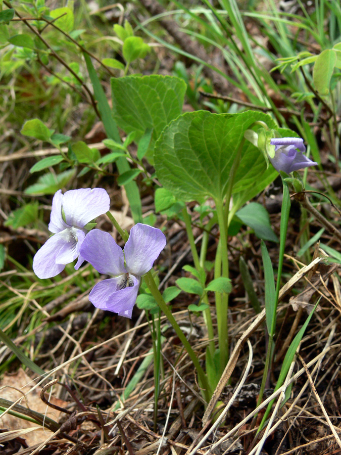 Image of Viola mirabilis specimen.