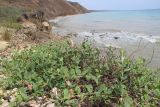 Смотреть изображение Capparis herbacea