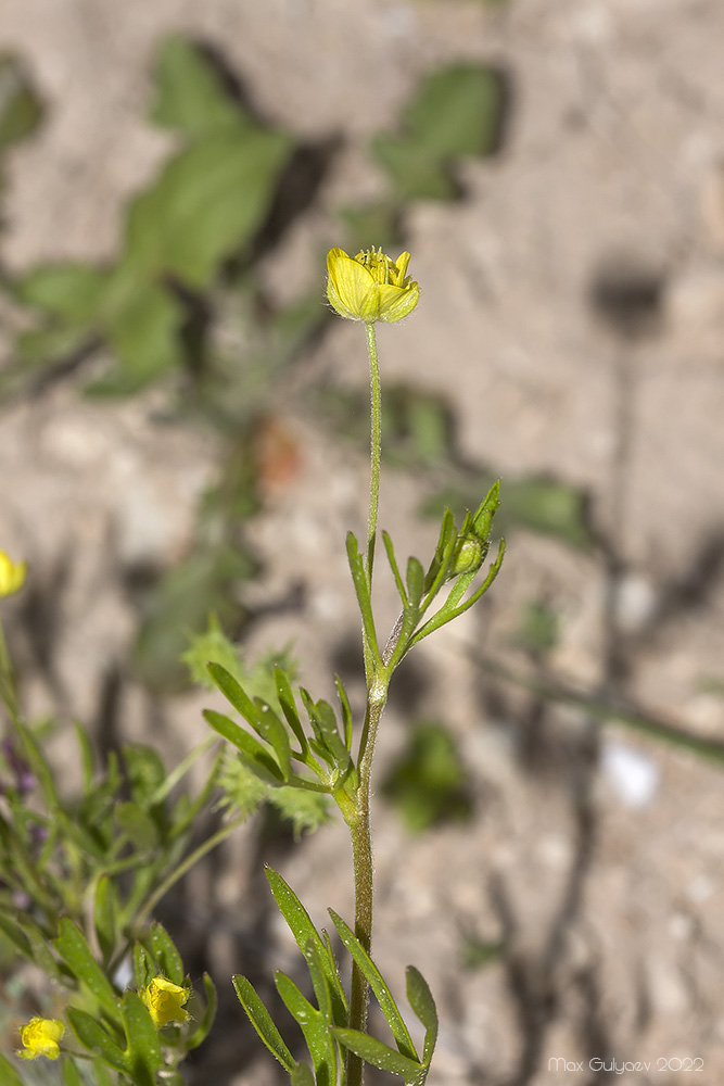 Изображение особи Ranunculus arvensis.