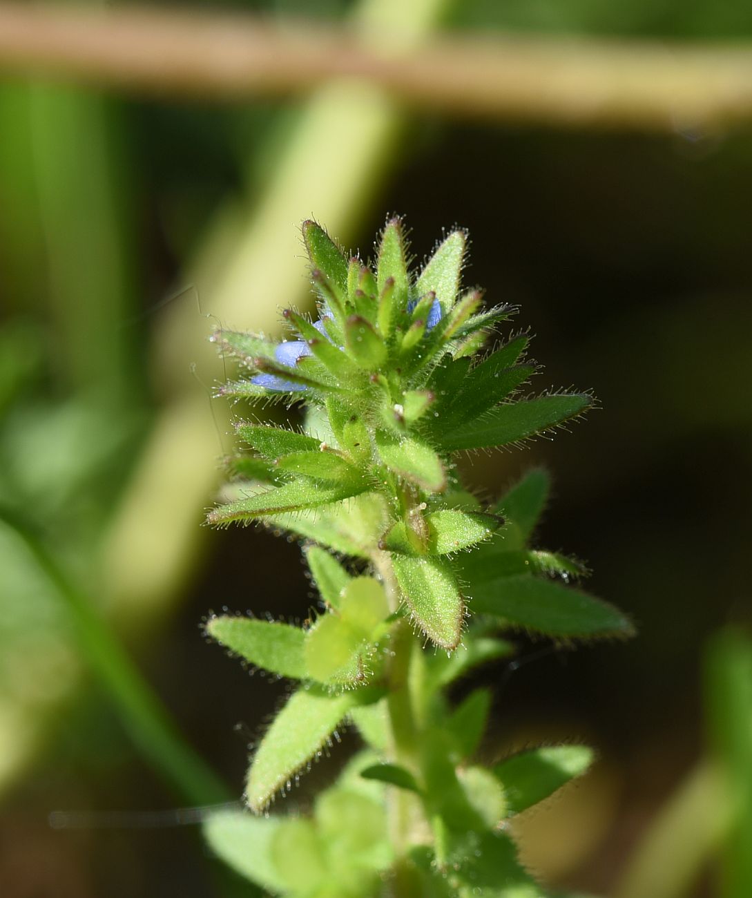 Image of Veronica arvensis specimen.