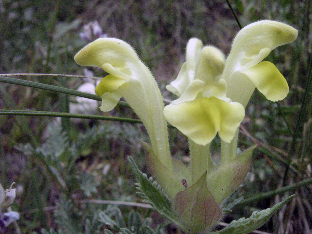 Image of Scutellaria przewalskii specimen.