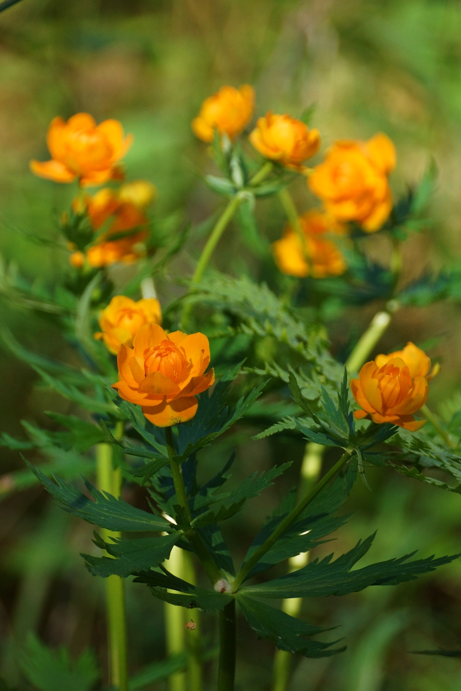 Изображение особи Trollius asiaticus.