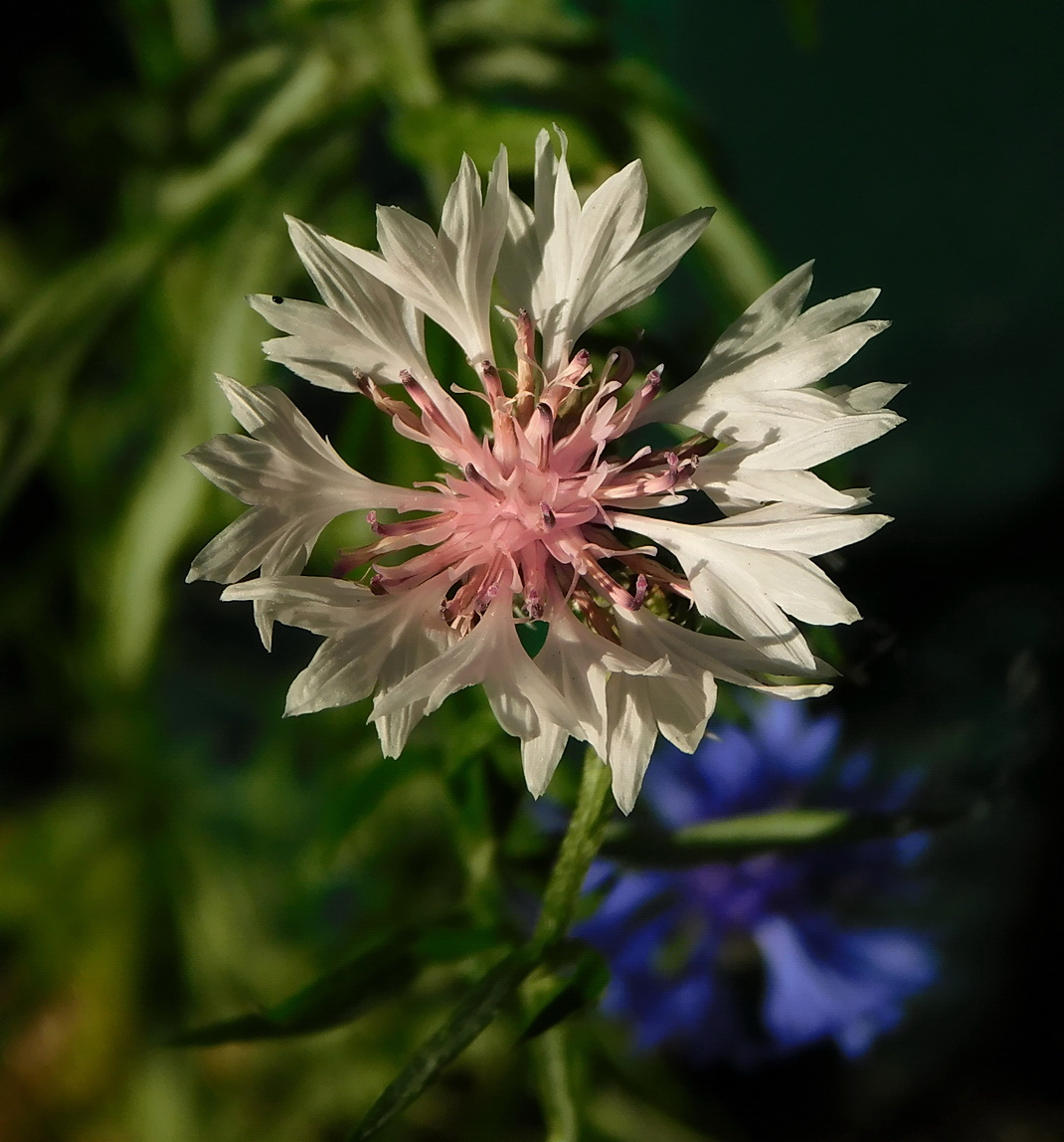 Image of Centaurea cyanus specimen.