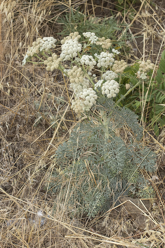 Image of Seseli gummiferum specimen.