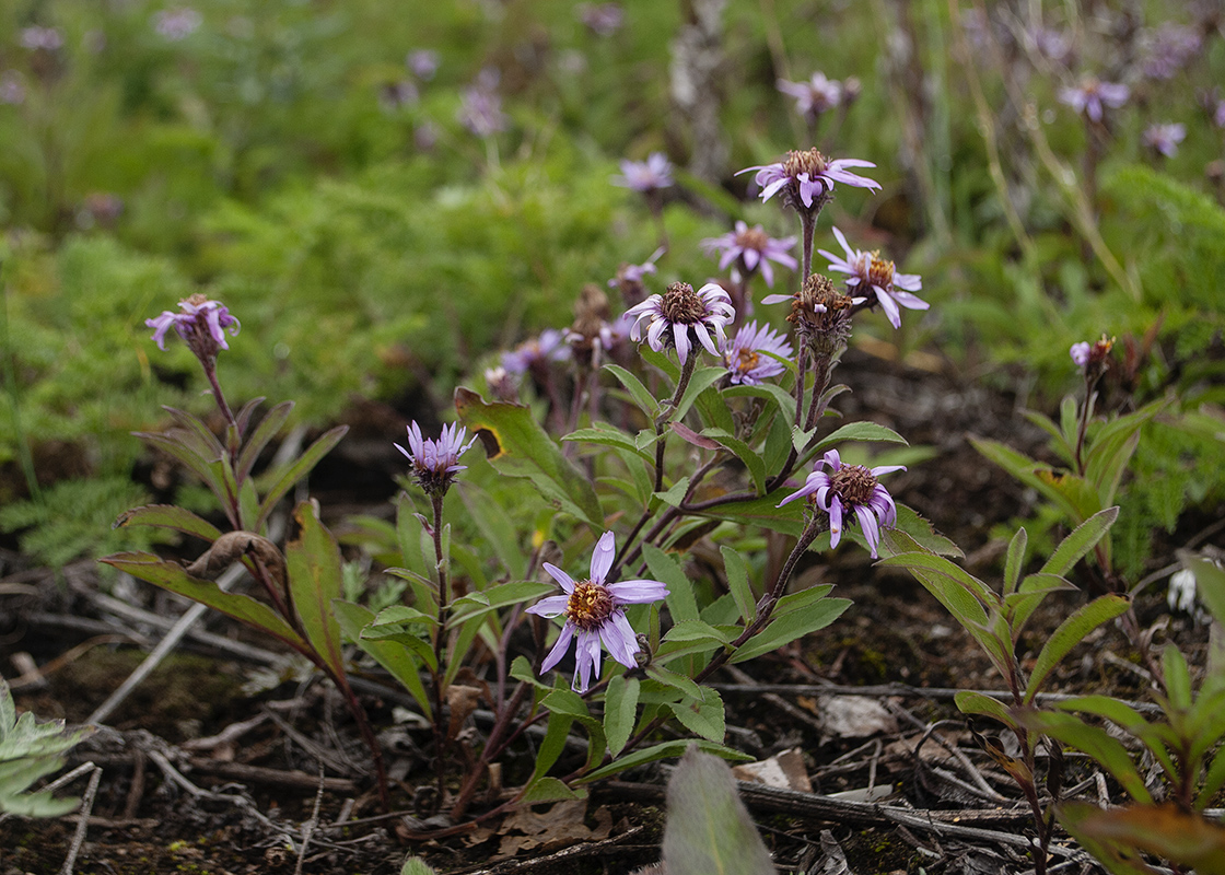 Image of Aster sibiricus specimen.