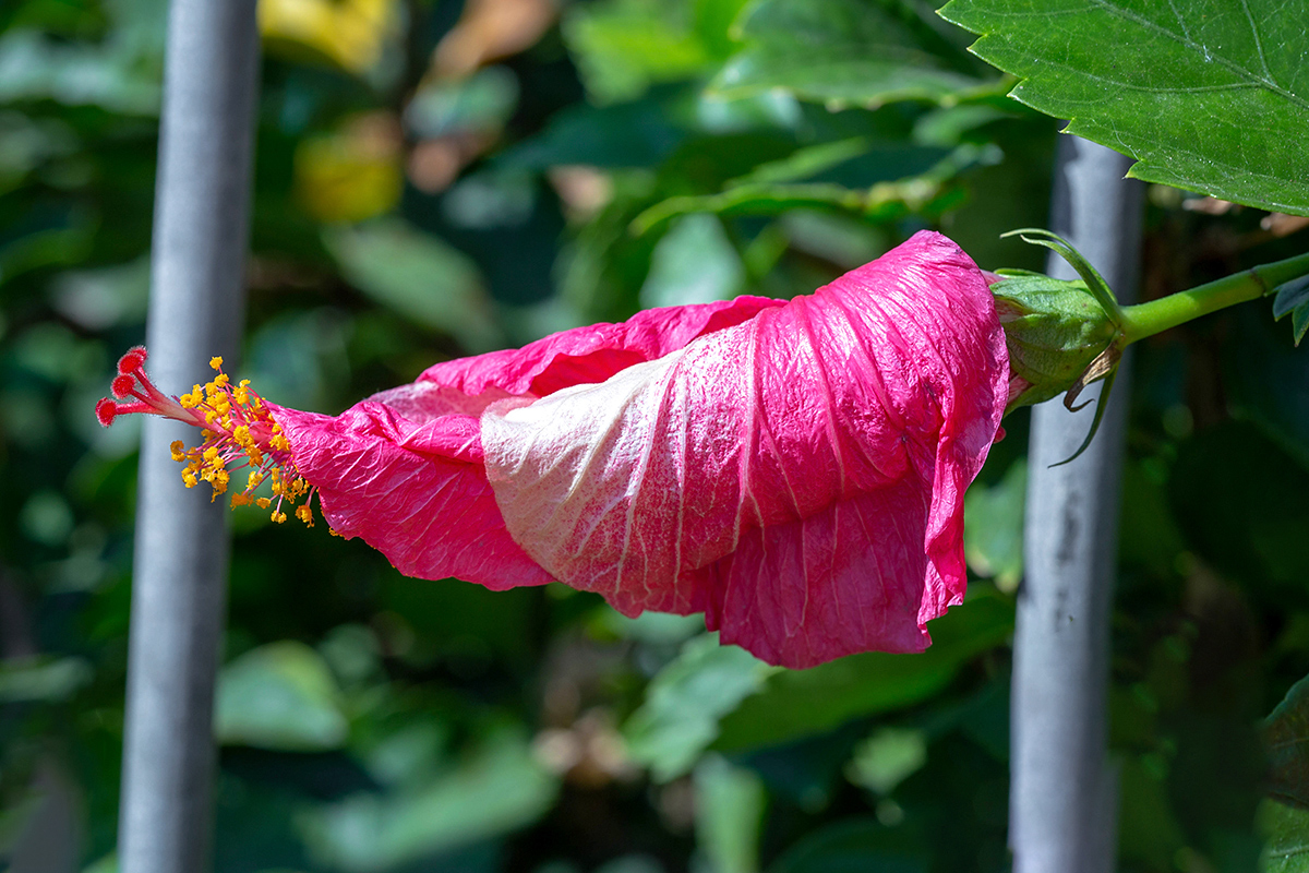 Изображение особи Hibiscus rosa-sinensis.