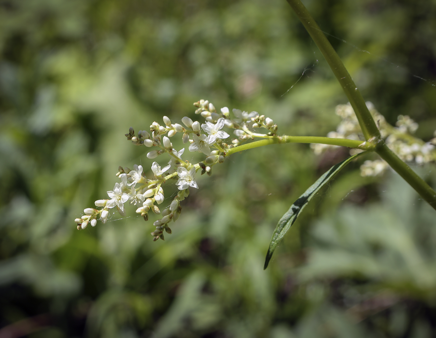 Image of Aconogonon alpinum specimen.