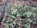 genus Cladonia