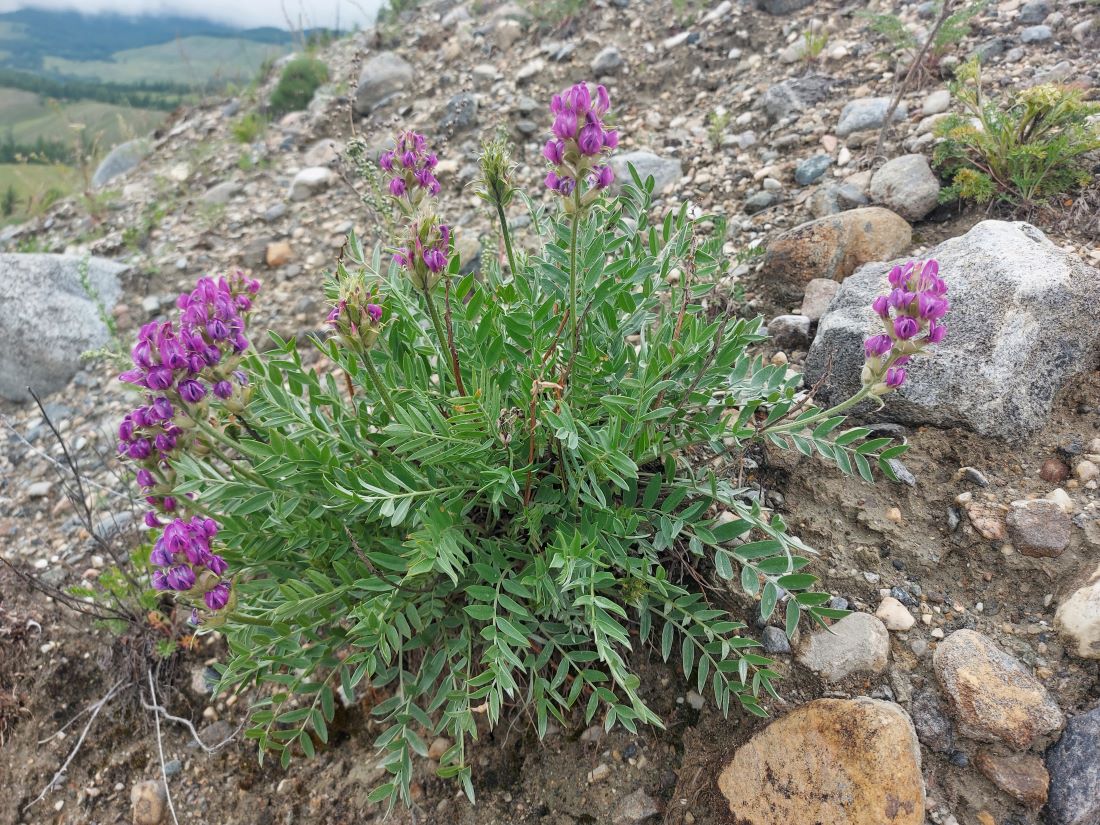 Изображение особи Oxytropis nitens.