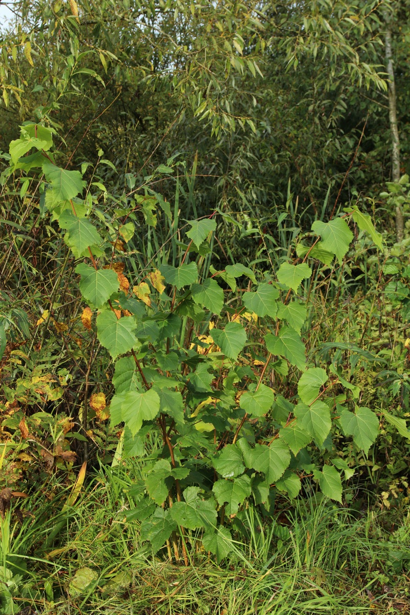 Изображение особи Tilia cordata.