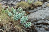 Rhodiola rosea. Отцветшее растение (плоды не завязались). Кольский р-н, окр. с. Териберка, природный парк «Териберка», высота 111.7 рядом с батареей № 199, сырая задернованная окрайка покатого плоского скального обнажения. 04.08.2022.