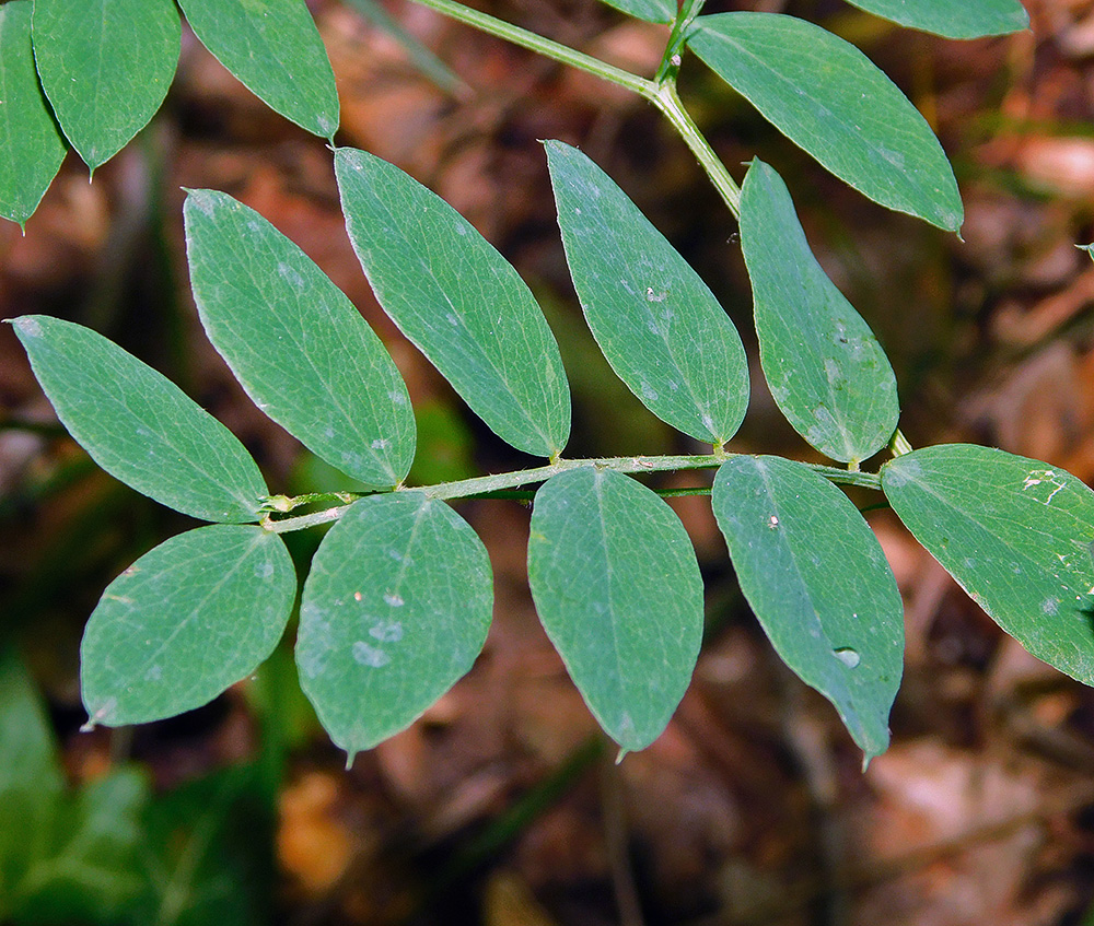 Изображение особи Lathyrus niger.