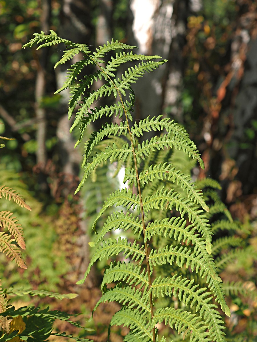 Image of Thelypteris palustris specimen.