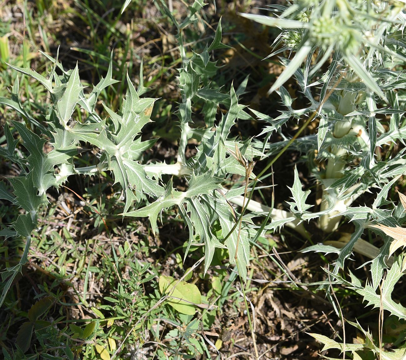 Изображение особи Eryngium campestre.