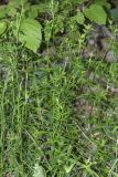 Galium boreale