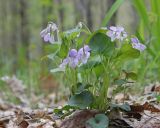 Смотреть изображение род Viola