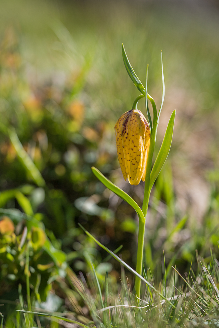 Image of Fritillaria ophioglossifolia specimen.