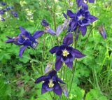 Aquilegia vulgaris. Верхушка цветущего растения. Московская обл., Одинцовский р-н, г. Кубинка, сквер. 24.05.2010.