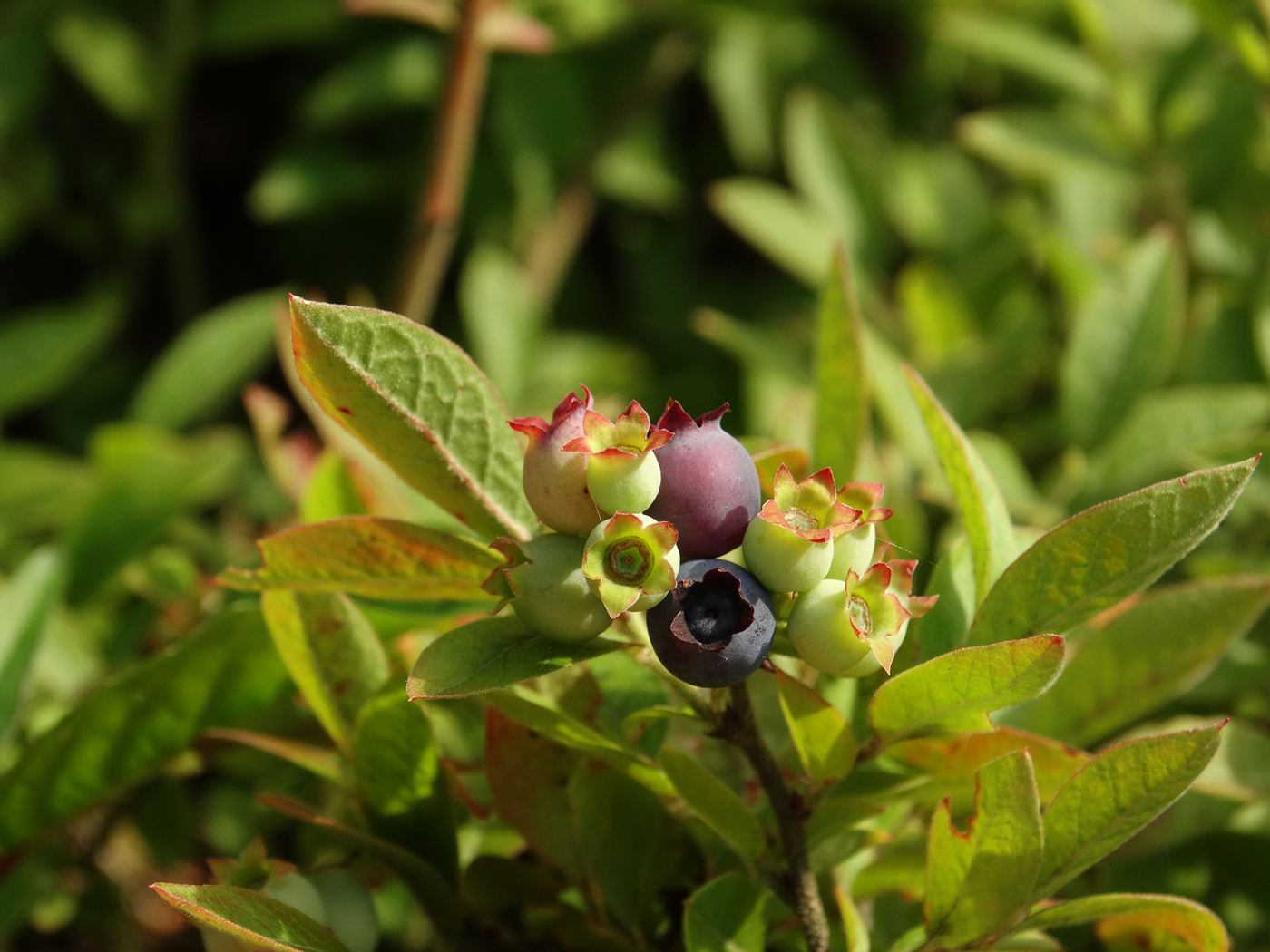 Image of Vaccinium myrtilloides specimen.