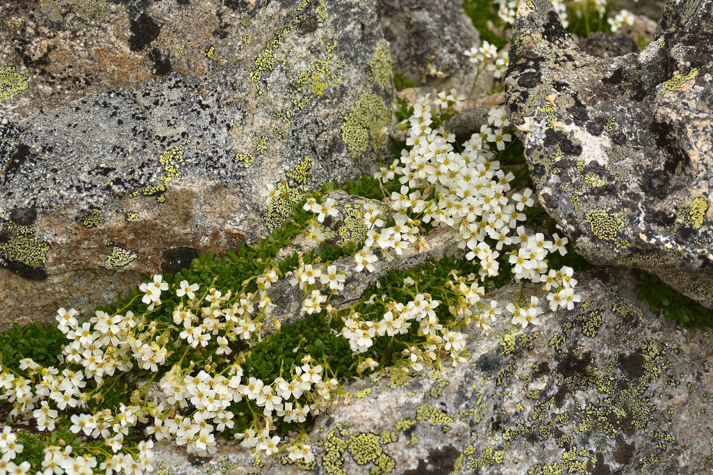 Изображение особи Draba supranivalis.