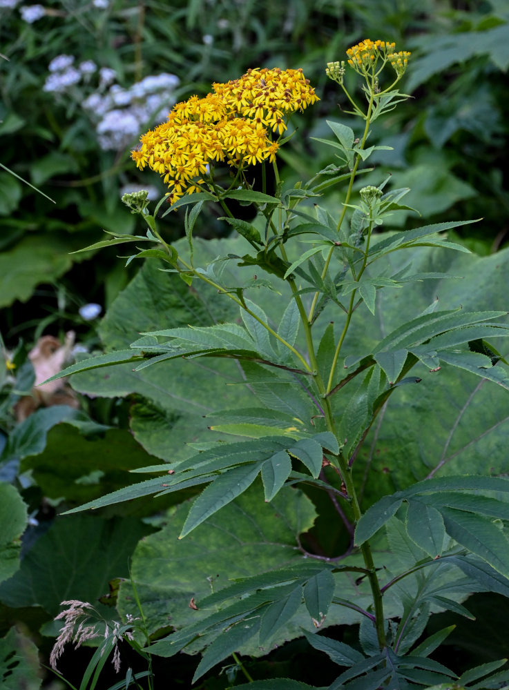 Изображение особи Senecio cannabifolius.