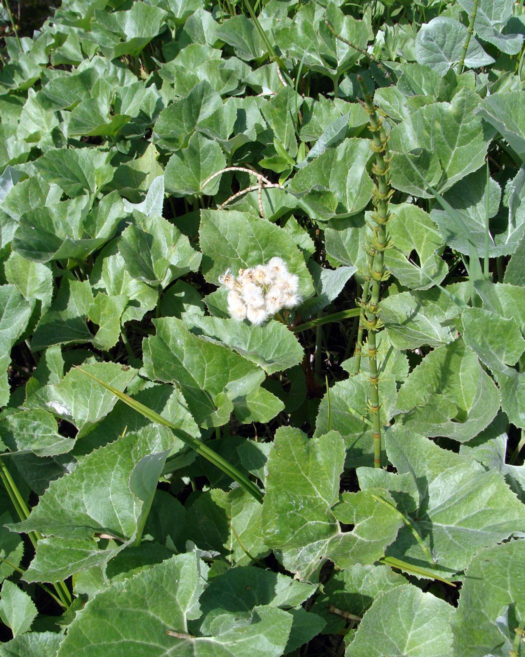 Image of genus Petasites specimen.