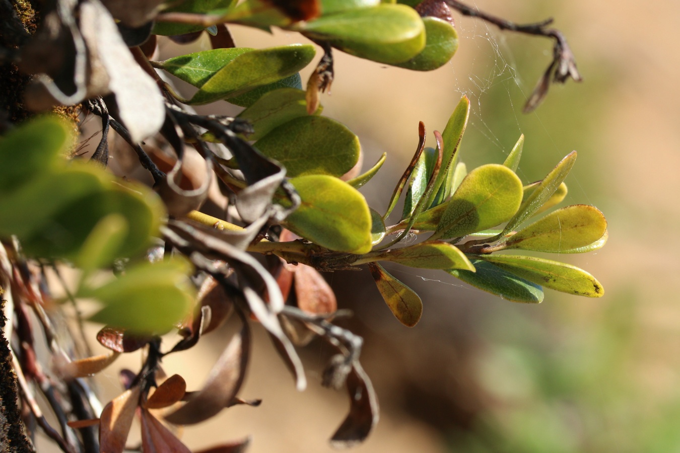 Image of Arctostaphylos uva-ursi specimen.