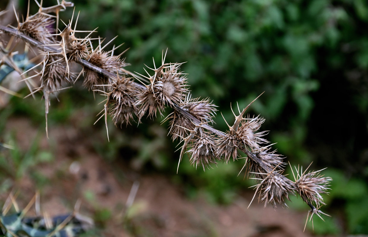 Image of Ptilostemon dyricola specimen.