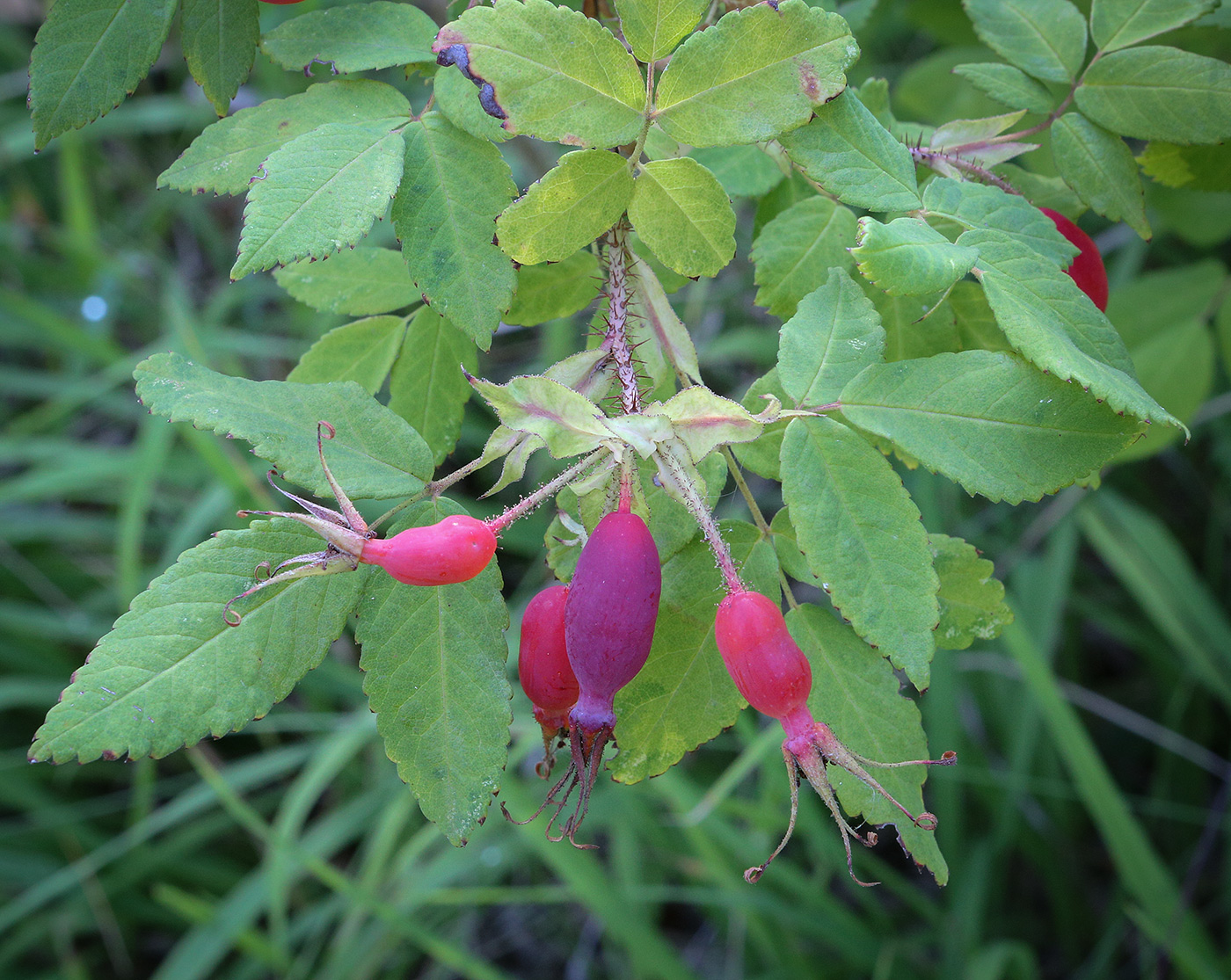 Image of Rosa acicularis specimen.