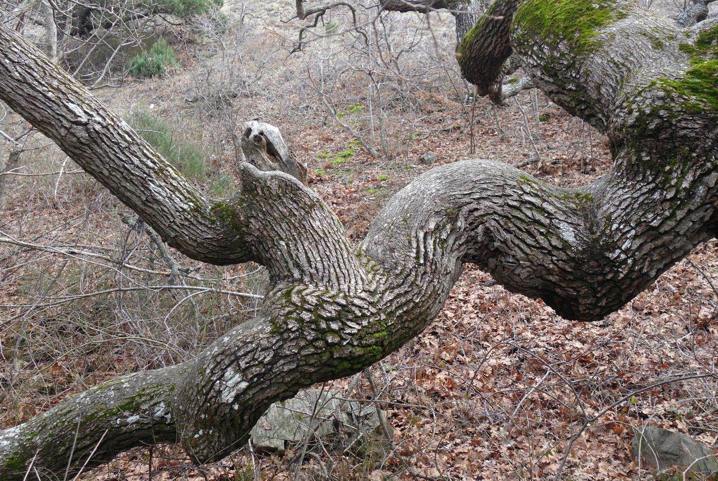 Изображение особи род Quercus.