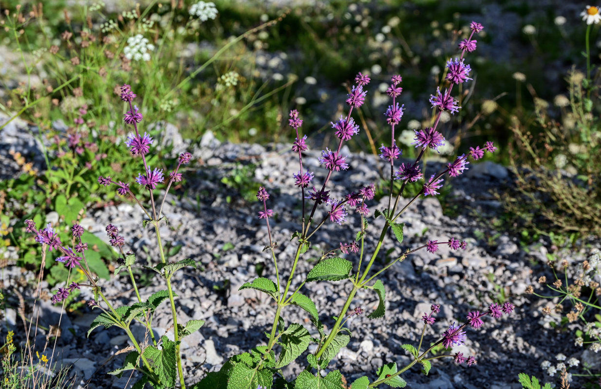 Изображение особи Salvia verticillata.