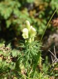 Aconitum confertiflorum. Верхушка цветущего растения. Адыгея, Кавказский биосферный заповедник, западная сторона горы Нагай-Кош, луг. 16 августа 2023 г.