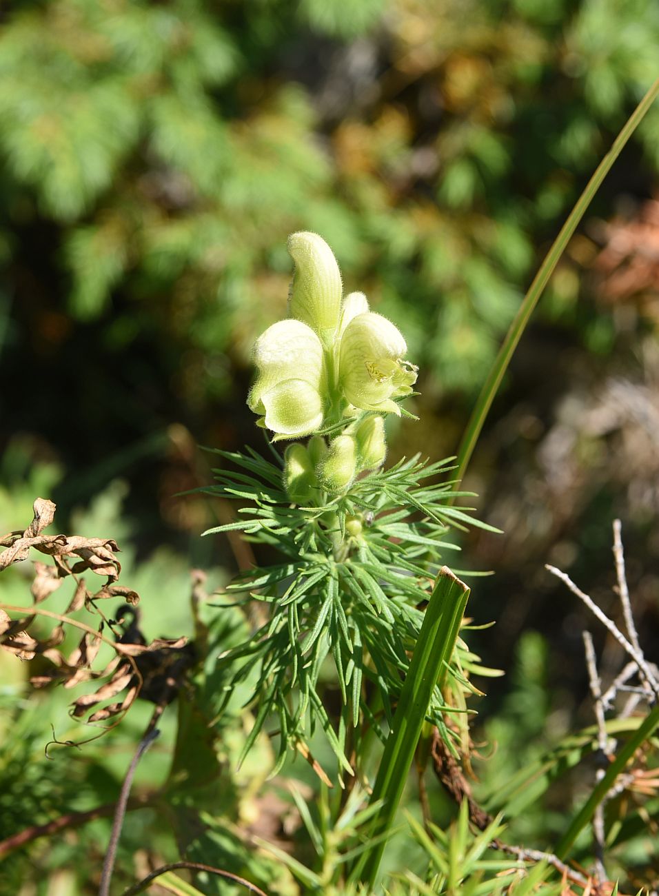 Image of Aconitum confertiflorum specimen.