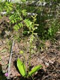 Platanthera bifolia