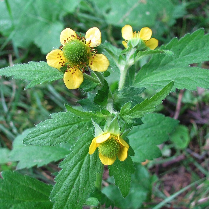 Image of Geum aleppicum specimen.