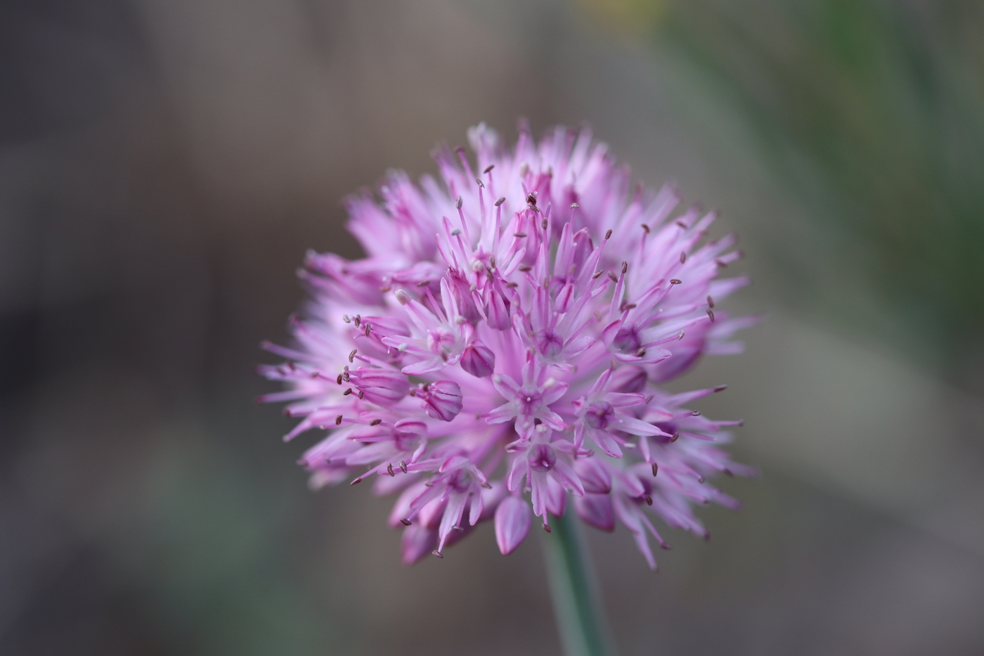 Изображение особи Allium caricifolium.