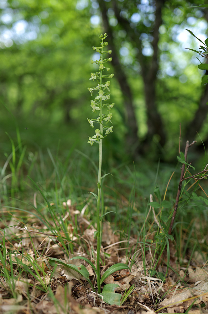 Image of Platanthera chlorantha specimen.