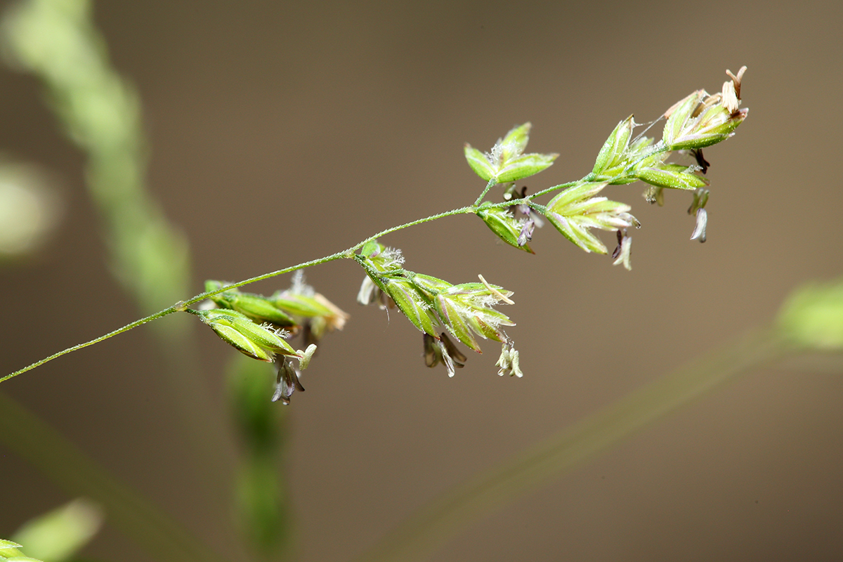 Изображение особи Poa trivialis.