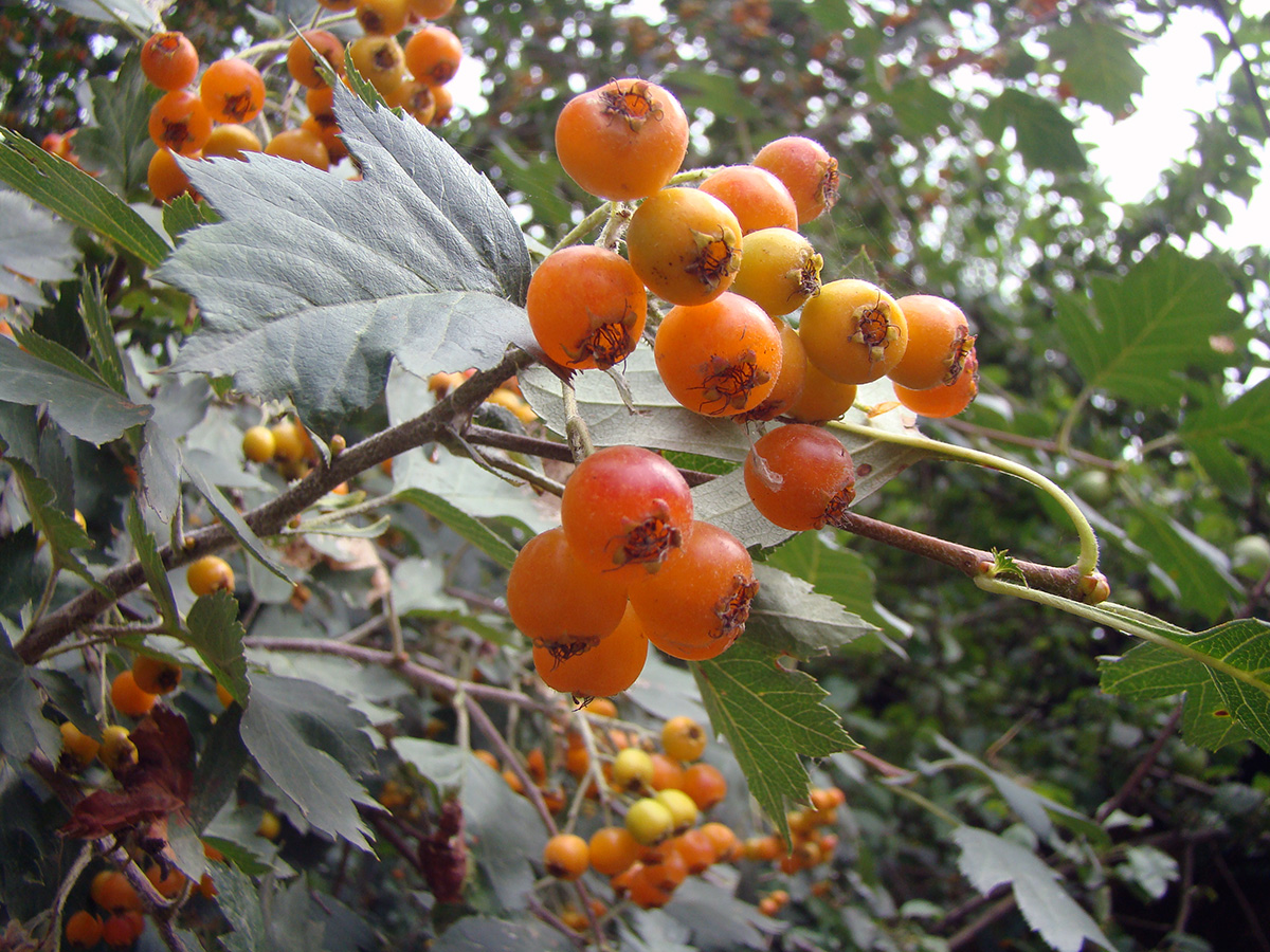 Изображение особи Crataegus ferganensis.