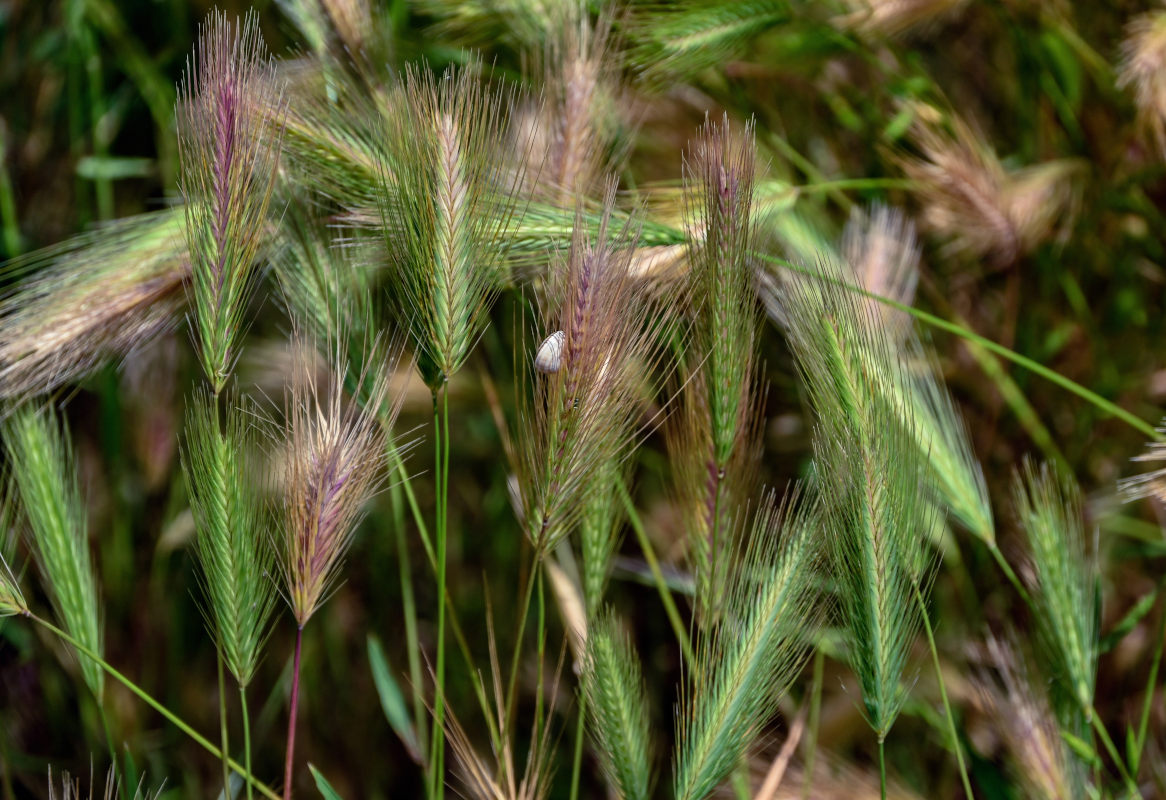 Изображение особи Hordeum murinum.