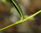 Persicaria viscofera. Часть побега. Приморский край, г. Владивосток, территория БСИ ДВО РАН, на насыпи. 30.07.2024.