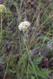 Allium flavescens. Соцветие. Тульская обл., Куркинский р-н, окр. степного урочища Горки, луг. 30 июля 2024 г.